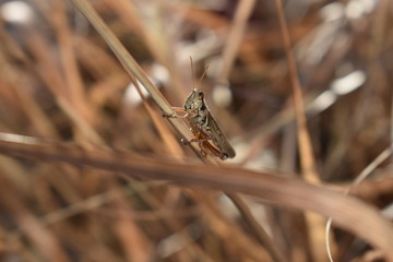grasshopper sitting on plant