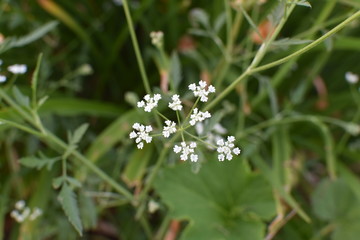 white small flower