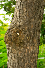 Obraz premium cigarette but on the tree