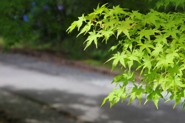 もみじ 紅葉 道