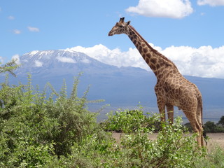 Obraz premium Kilimandjaro and giraffe