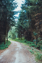 lone path in the forest