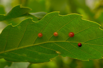 red insect galls on the leaf. it is like red fruits
