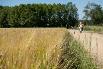 wheat field next to a road where a biker passes