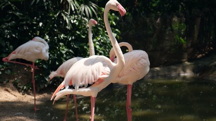  flamingo birds in a zoo. Concept of animals in the zoo. Pattaya Zoo, Thailand.