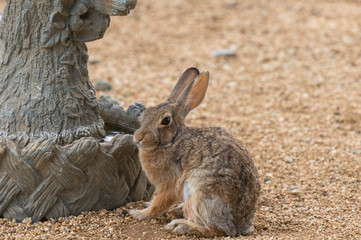 Cute Cottontail Rabbit