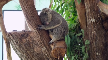Koala is sleeping in a tree. Concept of animals in the zoo. Pattaya Zoo, Thailand