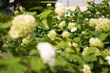 white  lilac in the garden