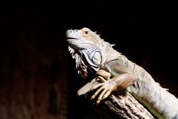 Portrait eines Leguan