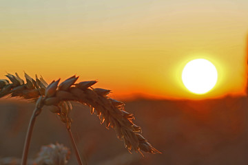 Plakat Sonnenuntergang im Weizenfeld
