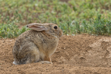 Cute Cottontail Rabbit