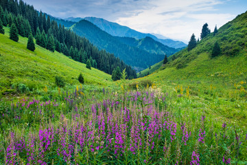  beautiful Purple flowers Ivan Tea or Cyprus, on a mountain green meadow. Mountain evening landscape, Butakovskoe gorge Almaty, Kazakhstan, Zailiysky Alatau Range, Forest Pass,