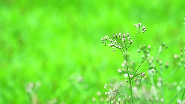 emilia sonchifolia in garden health benefits a tea made from leaves is used in treatment of dysentery