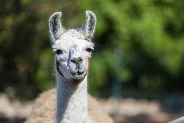 A funny face of llama with ears upright and big eyelashes in sunny weather on green foliage background
