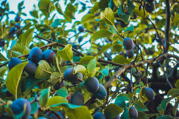 some fruits in the trees