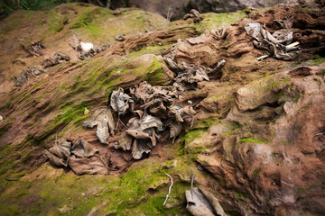 Silver-brown dried maple leaves on green moss covered stones