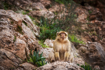 Barbary macaque alpha sits on a rock and looks into the distance