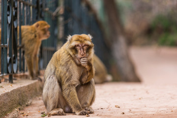 Cute Barbary macaque sits on the ground and looks sad eyes, begging for food
