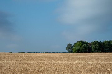 Fruit de la terre et du travail des hommes.