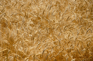 Fields of wheat at the end of summer fully ripe. Wheat field background