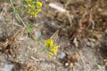  A brown butterfly sits on a yellow flower on a summer meadow.