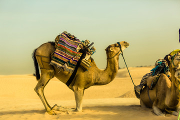 Camel in profile with traditional saddle kneeling in golden desert