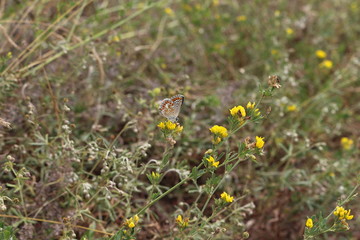  A brown butterfly sits on a yellow flower on a summer meadow.