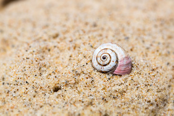 Pink and white seashell mollusk on a beach sand background