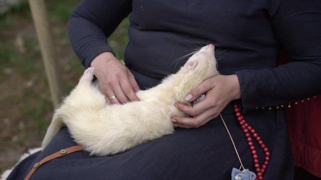 Woman hands holding and cuddling adorable white ferret outdoors. Furry silver ferret sleeping on woman knees outside