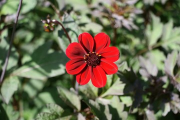 Red dahlia