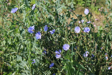 Fototapeta premium Blue chicory blooms in the meadow