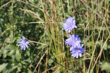  Blue chicory blooms in the meadow