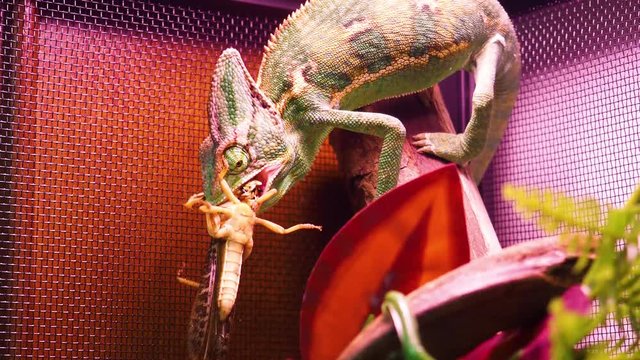 The yemen green chameleon hunting and eating a locust