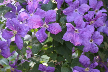 Lilac Clematis blooms on the fence