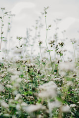 flowers on a background