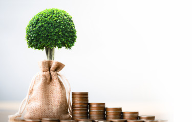 Coins in sack and small plant tree. Pension fund, 401K, Passive income. savings and making money....