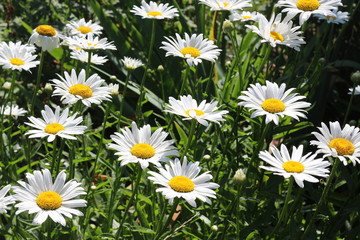 Fototapeta premium White daisies bloom in the meadow