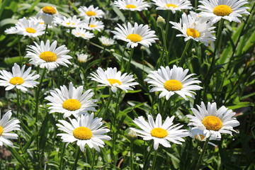 Fototapeta premium White daisies bloom in the meadow