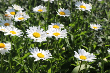  White daisies bloom in the meadow