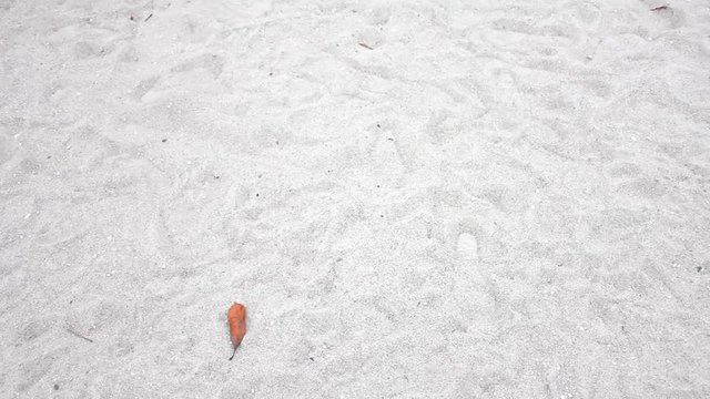 お台場海浜公園の砂浜