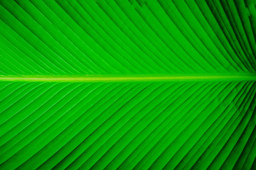 abstract green background, green leaves natural background wallpaper, texture of leaf, leaves with space for text.