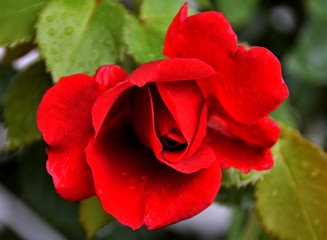 a beautiful red rose