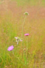 A lonely Bush with pink flowers in the field