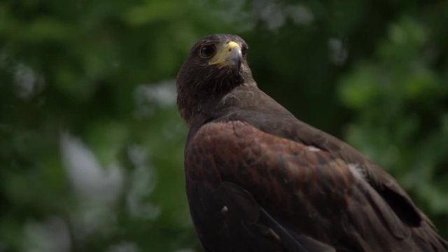 Peregrine brown falcon looking at prey. Close up of saker falcon isolated on green background outdoors