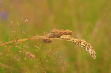 Golden spike in the meadow