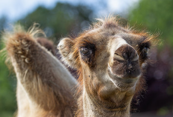 portrait of a young camel looking into lens