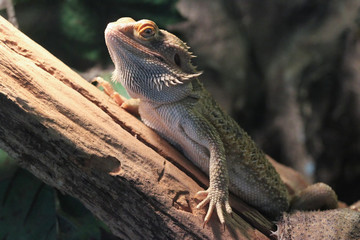 portrait of central bearded dragon from profile