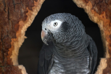 portrait of a parrot with dark background