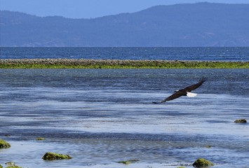 Fototapeta premium bald eagle with wide spread wings flying low on the shore of the ocean, low tide 