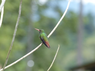 Colibri Amazilia de Cola Rufa